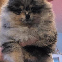 Female Pomeranian Gemma Available in Fort Wayne, in