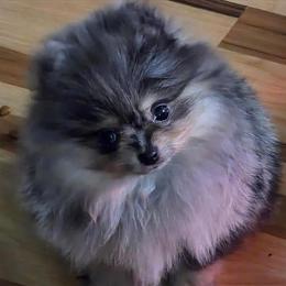 Female Pomeranian Betty for Adoption in Fort Wayne, in