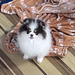 Pomeranian Female Puppy for Homing in Fort Wayne, in