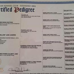 AKC German Shorthaired Pointer Puppies Available in Gibsonburg, oh