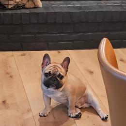 French Bulldog for Rehoming in Grand Rapids, mi