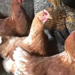 Rhode Island Red Laying Hens Ready Now for $25 in Flemington, nj