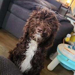 Aussie Doodle Puppies Ready in 2 Weeks in Winchester, ky