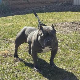 American Bully Diesel Available for Stud in Dayton, oh