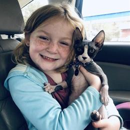 Sphynx Male Kitten Available in Georgia in Douglasville, ga