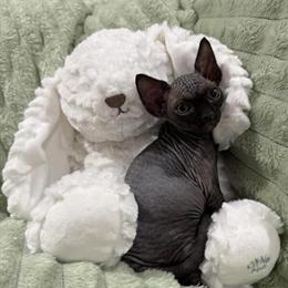 Sphynx Tuxedo Kitten Ready for New Home in Douglasville, ga