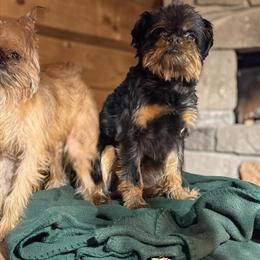 Brussels Griffon Breeding Pair for Sale in Wyoming, mn