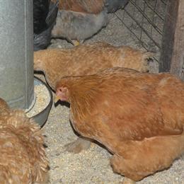 Campine and Cochin Pullets for Sale in Muskegon, mi