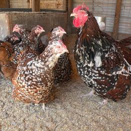 Large Baby Chicks and Pullets for Sale in Muskegon, mi