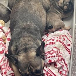 French Bulldog Puppy Girl for Adoption in Monroe, mi