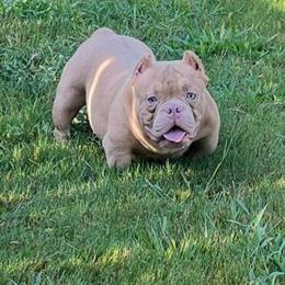 Nano Bull Stud - 12 Months Old, Lilac Fawn Ghost Tri in Bessemer, al