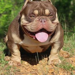 Chocolate Tri Micro Bully Stud Service - Limited Time Offer in Bessemer, al