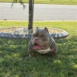 American Bully Stud 'KING ME' - Lilac Tri Micro Bully with Impressive Build in Bessemer, al