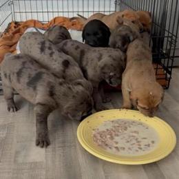 Bulldog Puppies Available in Norfolk, va