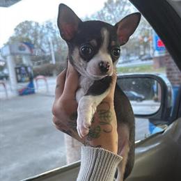 Chihuahua puppy baby boy for adoption in Norfolk, va