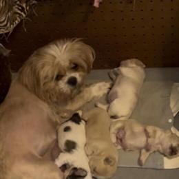 ShihPoo puppies ready in 7 to 8 weeks in Garner, nc
