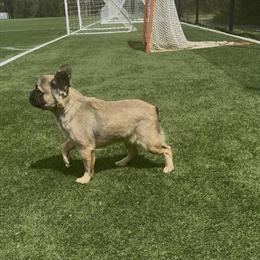 Female French Bulldog Available in Charlotte, nc