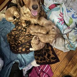 Cream Dachshund Puppies Available in Adrian, mi