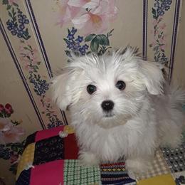 Maltese Puppies - Healthy and Playful Boys Born Nov. 12th, 2025 in Circleville, oh