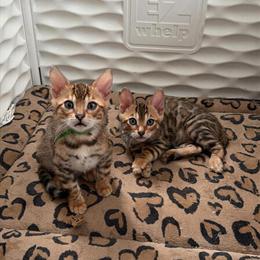 Bengal Kittens Available in Johnston, ri