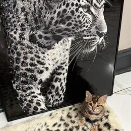 Ragdoll Kittens Available in Johnston, ri