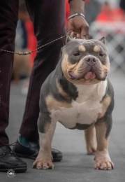 Grch Azari Abkc Champion Stud Service Available – Proven Producer in Greensboro, NC