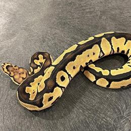 Clown Het Desert Ghost Male Snake for Sale in Indianapolis, in