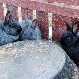 Pure Bred Silver Fox Rabbits for Sale in McBain, mi