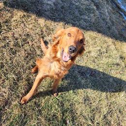 Golden Retriever Stud Available in Saint Charles, mi