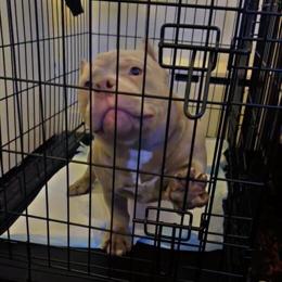 American Bully for Sale in Worcester, ma