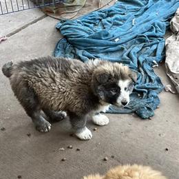 Husky mix puppies, 4 months old in Greensboro, nc