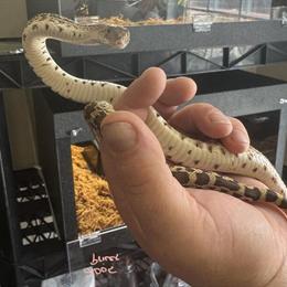 Texas Bull Snakes Pair for Sale in Lancaster, oh