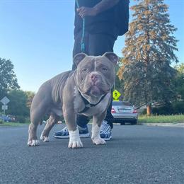 American Bully Puppies for Sale - Great Family Pets in La Crosse, wi