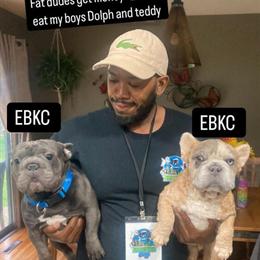 French Bulldog - Fluffy Curly Merle Bigrope Available in La Crosse, wi