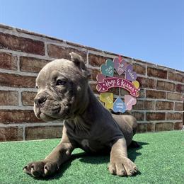 Pocket Bully Pups Ready for Forever Homes in Wilson, nc
