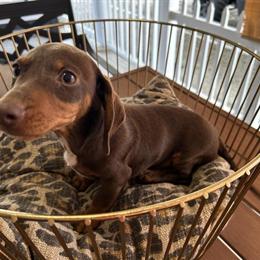 Miniature Dachshund Puppies for Sale in Sebring, fl