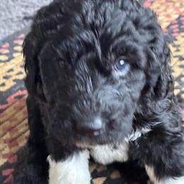 F1 Pyredoodle Puppies Available in Durand, mi