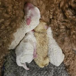 Mini Goldendoodle Stud Service Available in Spring Hill, FL in Spring Hill, fl