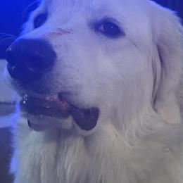 Great Pyrenees Cane Corso Mix - 9 Months Old Neutered Male in Grand Rapids, mi