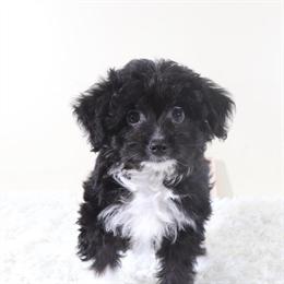 Male Toy Aussiedoodle Puppy Ready for a Loving Home in Mount Vernon, oh