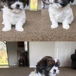 Shih Tzu Puppies Ready for Loving Homes in Greensboro, nc