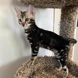 Purebred Marble Bengal Kitten Available in Carlsbad, ca