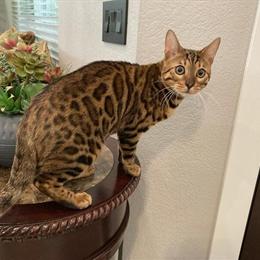 Purebred Bengal Kitten Available for Rehoming in Carlsbad, ca