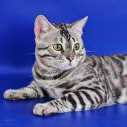 Blue Silver Rosetted Bengal Kittens Available Now in Carlsbad, ca