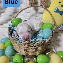 Goldendoodle Puppies Available for Adoption in Bellevue, oh