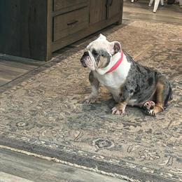 Female English Bulldog Looking for a Loving Home in Louisville, ky