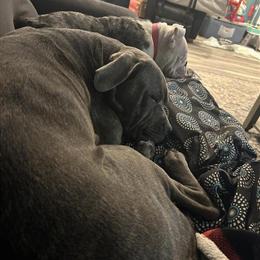 Female Cane Corso Looking for a Loving Home in Louisville, ky