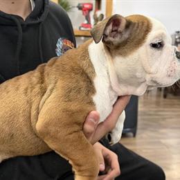 Female English Bulldog Puppy for Adoption in Surry, va