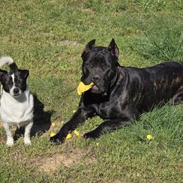 Cane Corso Purebred Puppies Ready for Homes in Richmond, va