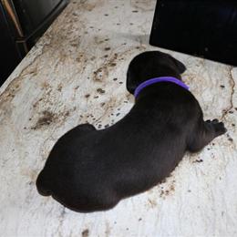 Cane Corso Puppy - Purple, Ready for Forever Home in Richmond, va